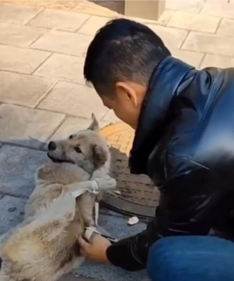 探寻狗呜呜呜的含义（狗呜呜呜是怎样的一种表达方式）(图2)