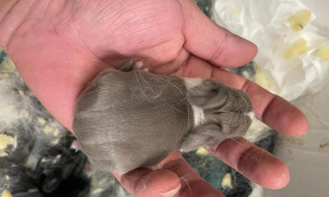 兔子怀孕的饮食要点（兔子怀孕期间应该注重的饮食安排）(图1)