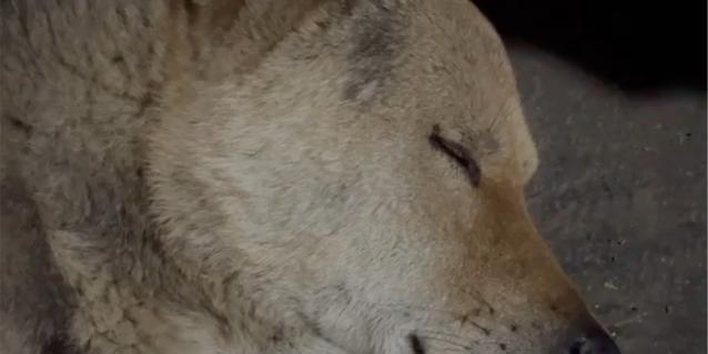 探寻狗呜呜呜的含义（狗呜呜呜是怎样的一种表达方式）(图3)