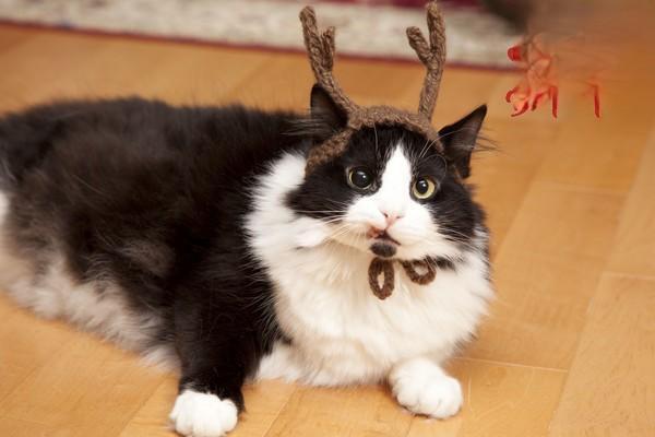 猫蠕形螨病 犬猫蠕形螨病(图2)