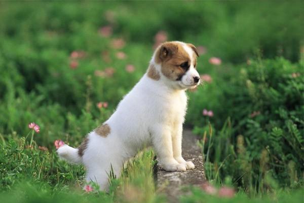 犬猫蠕形螨病 - 悠悠酷狗网