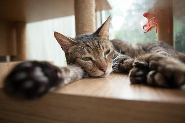 犬猫蜱致麻痹 - 悠悠酷狗网