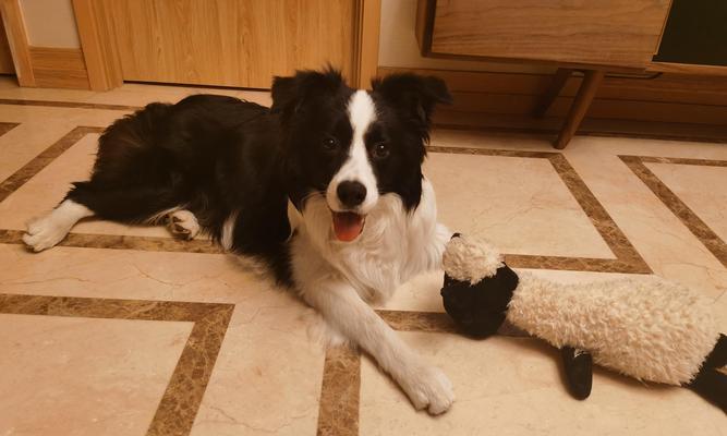 不喂狗粮，狗狗的健康之道（探索替代狗粮的喂养方式，让你的爱犬更健康）(图1)