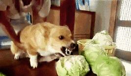 不喂狗粮，狗狗的健康之道（探索替代狗粮的喂养方式，让你的爱犬更健康）(图3)