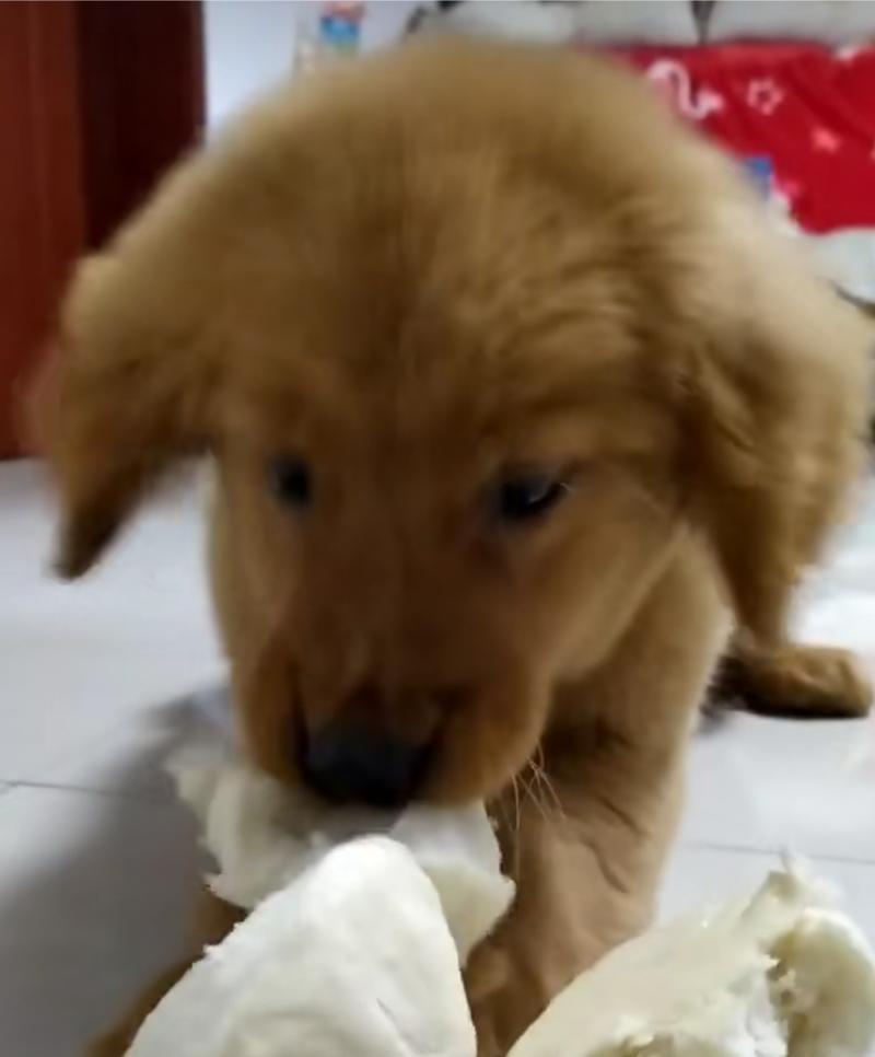 不喂狗粮，狗狗的健康之道（探索替代狗粮的喂养方式，让你的爱犬更健康）(图2)