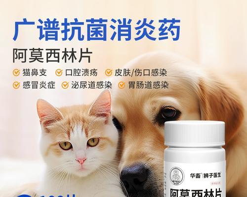 如何有效治疗感冒的狗狗？（药物治疗和其他措施）(图1)