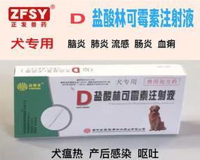 狗狗吃多了呕吐怎么办？一种药物解决问题！（救急！治疗狗狗呕吐的利器即将揭晓！） - 悠悠酷狗网