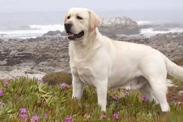 咽炎(犬猫) - 悠悠酷狗网