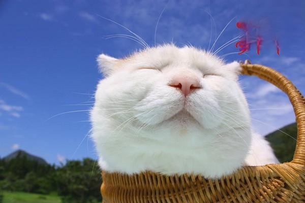 犬猫耳痒螨病 - 悠悠酷狗网