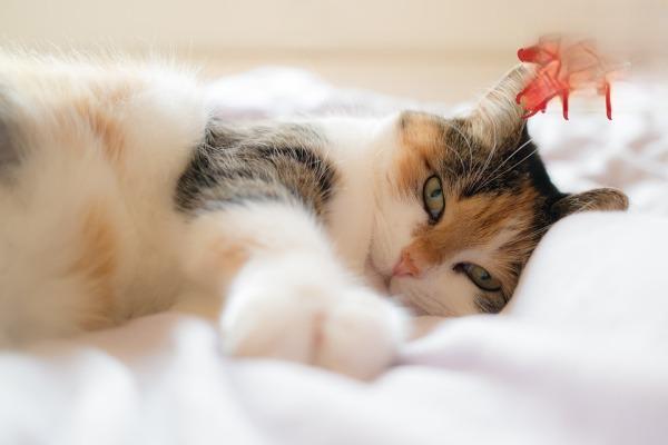 口腔炎(犬猫) - 悠悠酷狗网