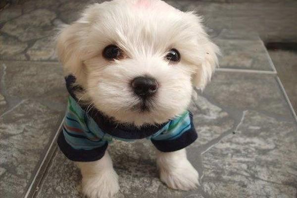 犬猫口腔炎治疗方案 口腔炎(犬猫)(图2)