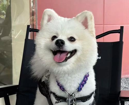 选择适合博美的疫苗，保护宠物健康（博美疫苗选择指南，了解哪种疫苗最适合您的宠物）(图2)