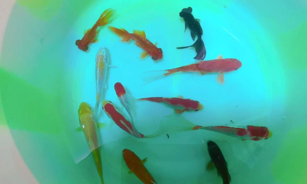 小金鱼的食物喜好与营养需求（探秘小金鱼的食谱和饮食习惯）(图3)