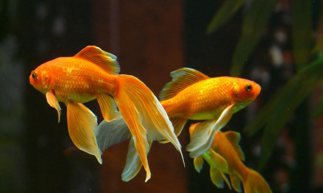 小金鱼的食物喜好与营养需求（探秘小金鱼的食谱和饮食习惯）(图1)