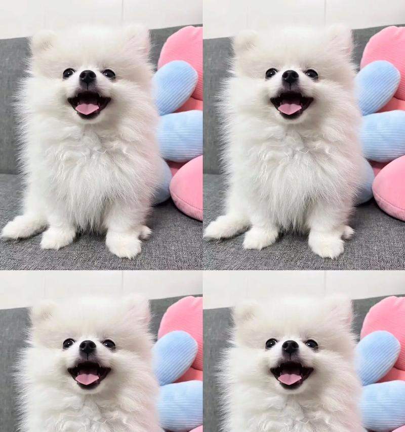 选择适合博美的疫苗，保护宠物健康（博美疫苗选择指南，了解哪种疫苗最适合您的宠物）(图1)