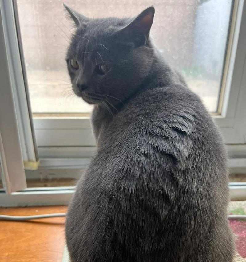 猫咪为什么一直不动了？（探寻猫咪长时间不动的原因及解决方法）(图3)