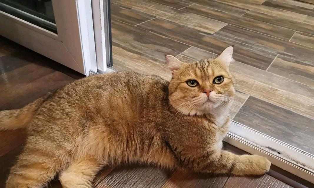 猫咪为什么一直不动了？（探寻猫咪长时间不动的原因及解决方法）(图1)