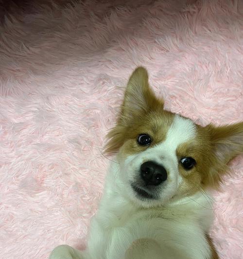 小狗耳朵的特点及其意义（探索小狗耳朵的神奇之处）(图3)