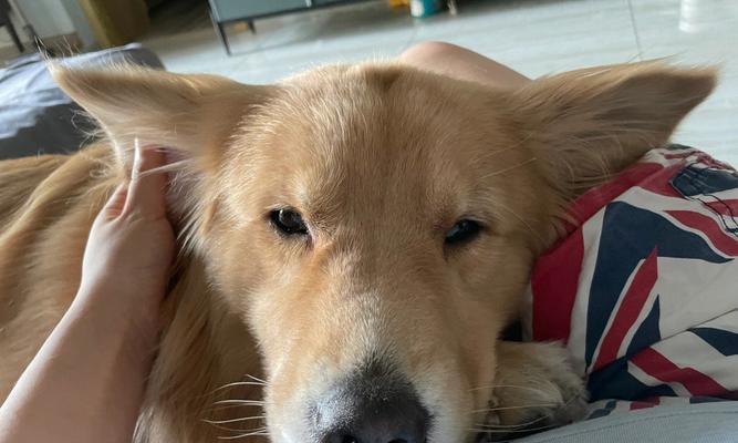 小狗耳朵的特点及其意义（探索小狗耳朵的神奇之处） - 悠悠酷狗网