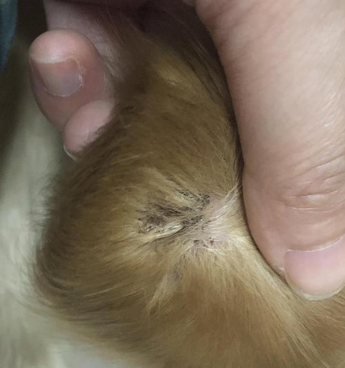 揭秘狗狗窝血的症状和处理方法（狗狗窝血的危险性及急救措施） - 悠悠酷狗网