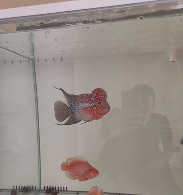 以罗汉鱼在什么情况下不可以开灯（保护罗汉鱼健康，避免错误养殖方式的影响）(图1)