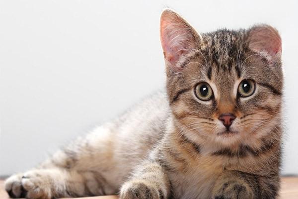 齿石(犬猫) - 悠悠酷狗网