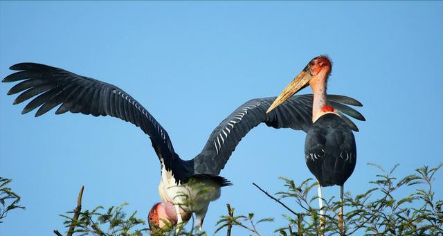 鸟类所最不喜欢的原因——人类活动的干扰（揭示鸟类遭受人类活动干扰的原因与影响）(图2)
