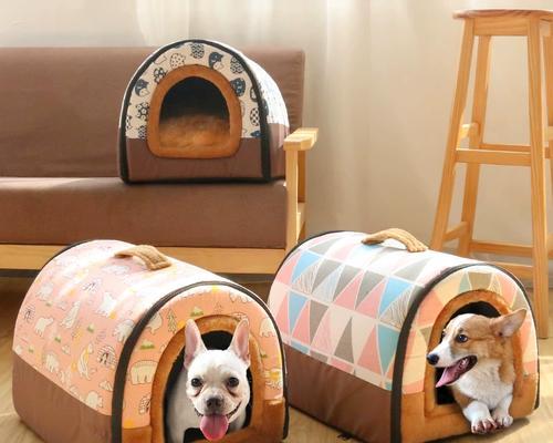 以泰迪配窝，照顾你的宠物伙伴（关注泰迪配窝的注意事项和关键要点）(图1)