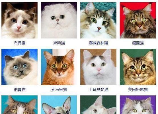 了解猫的品种多样性（探索猫的不同品种及其特点）(图3)