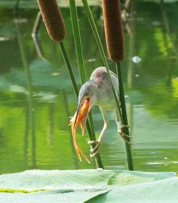 鸟类所最不喜欢的原因——人类活动的干扰（揭示鸟类遭受人类活动干扰的原因与影响）(图3)