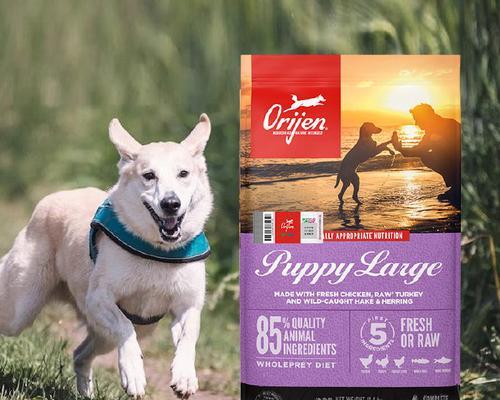 如何为杜宾幼犬选择合适的狗粮（了解杜宾幼犬的营养需求，为其选择最佳狗粮）(图2)