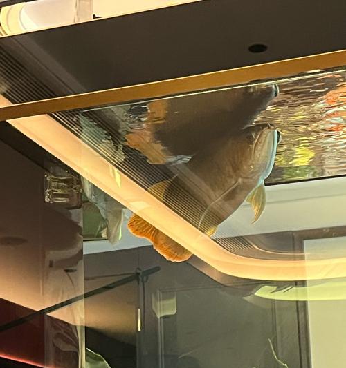 银龙鱼与其他鱼类混养的最佳选择（探索与银龙鱼相宜的合作伙伴鱼类，打造和谐水族箱生态环境）(图1)