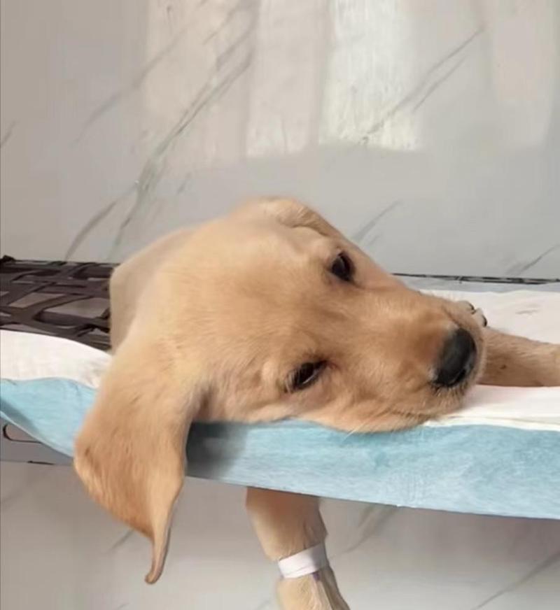 狗狗胃炎（了解狗狗胃炎的症状，掌握有效的治疗方法和预防措施） - 悠悠酷狗网