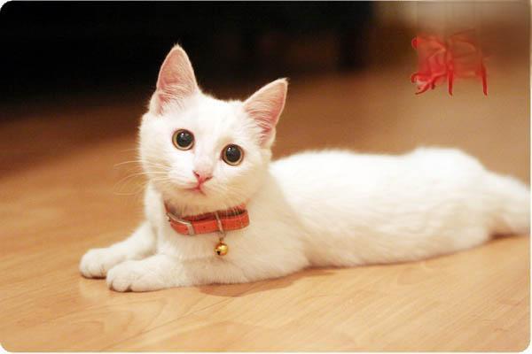 犬虱病(犬猫) - 悠悠酷狗网