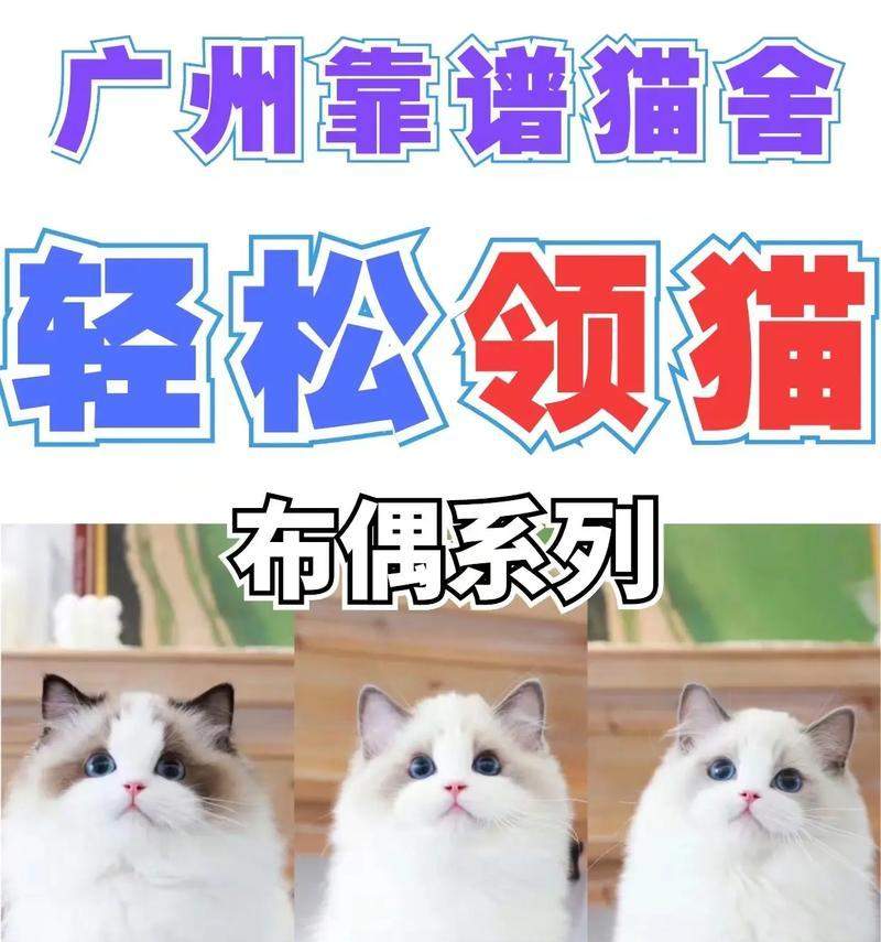 了解猫的品种多样性（探索猫的不同品种及其特点）(图1)