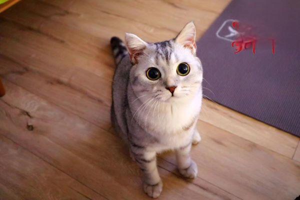 蚤病（犬猫） - 悠悠酷狗网