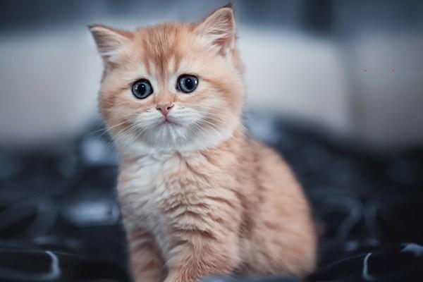 口腔异物(犬猫) - 悠悠酷狗网