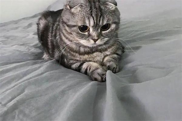 狸花猫怎么训练才听话？ - 悠悠酷狗网