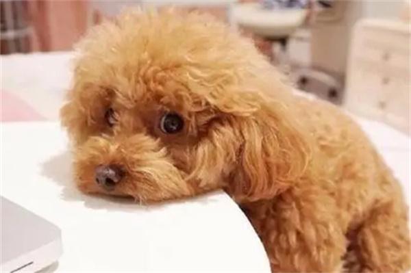 狗狗鼻炎怎么自己治疗？(图2)