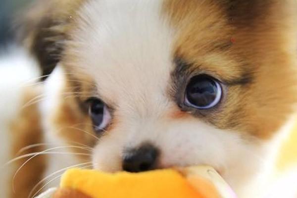 犬猫食道梗阻(图2)