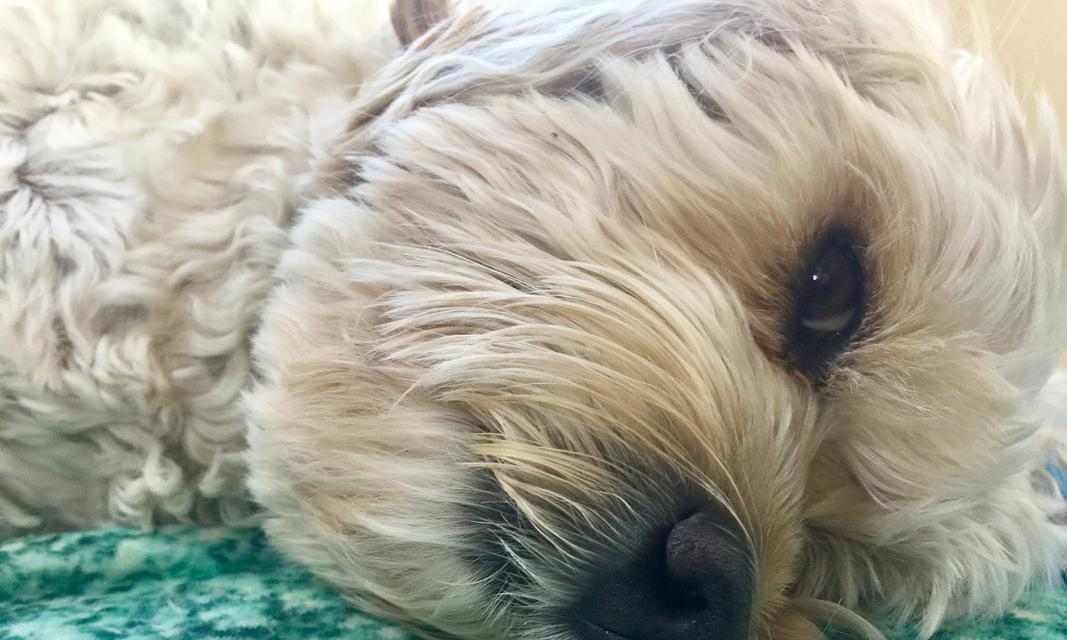 治疗皮肤病的狗该吃什么药(药物治疗是有效的治疗方式)(图1) 治疗皮肤病的狗该吃什么药(药物治疗是有效的治疗方式)(图1)