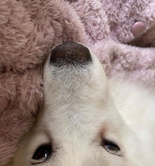 狗鼻子的神奇之处（探索狗鼻子形状的奥秘）(图2)