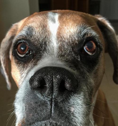 狗鼻子的神奇之处（探索狗鼻子形状的奥秘）(图3)