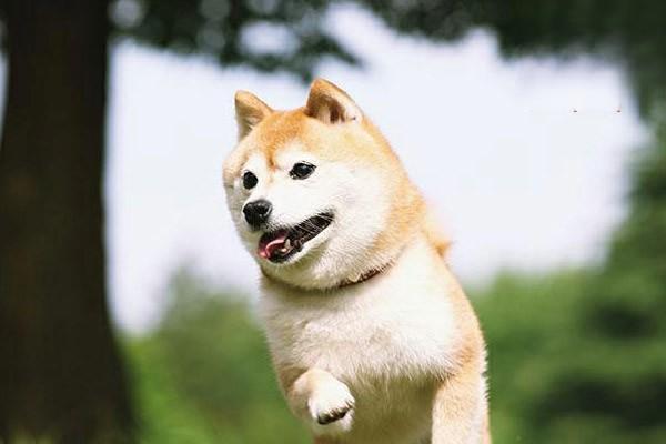 犬猫急性胃炎(图1)