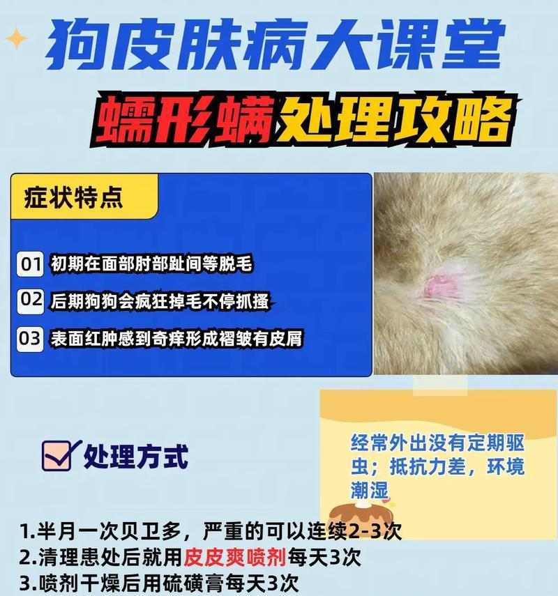 治疗皮肤病的狗该吃什么药(药物治疗是有效的治疗方式)(图2) 治疗皮肤病的狗该吃什么药(药物治疗是有效的治疗方式)(图2)