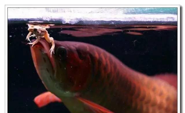 银龙鱼的饲养之道（科学饲养银龙鱼，健康生长无忧）(图2)