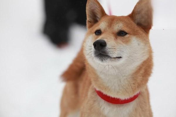 犬猫食道梗阻 - 悠悠酷狗网