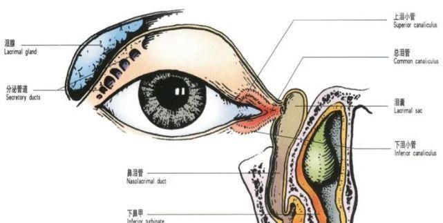 揭秘眼屎的成因及其意义（为什么我们的眼睛会生出眼屎？眼屎到底有什么用？）(图3)