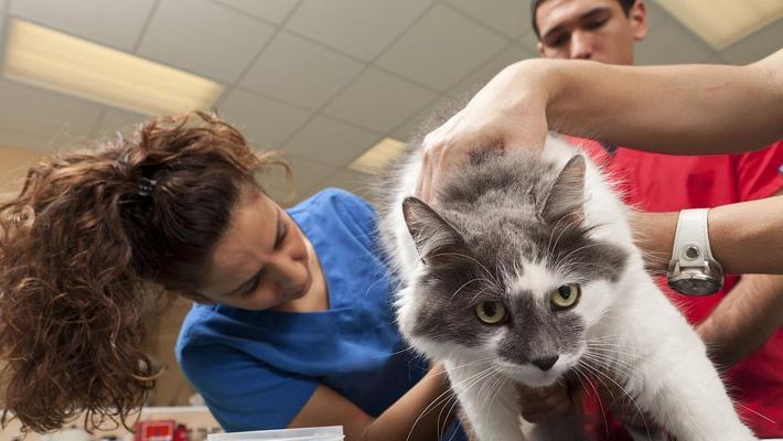 小猫去医院检查身体健康的重要性（了解小猫健康状况，预防疾病，提前发现问题） - 悠悠酷狗网