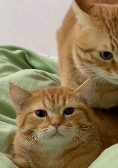 猫咪的神奇力量（解压神器，提升幸福感，促进健康）(图2)